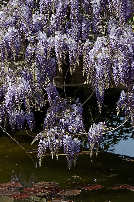 Jardin des Impressionnistes-036